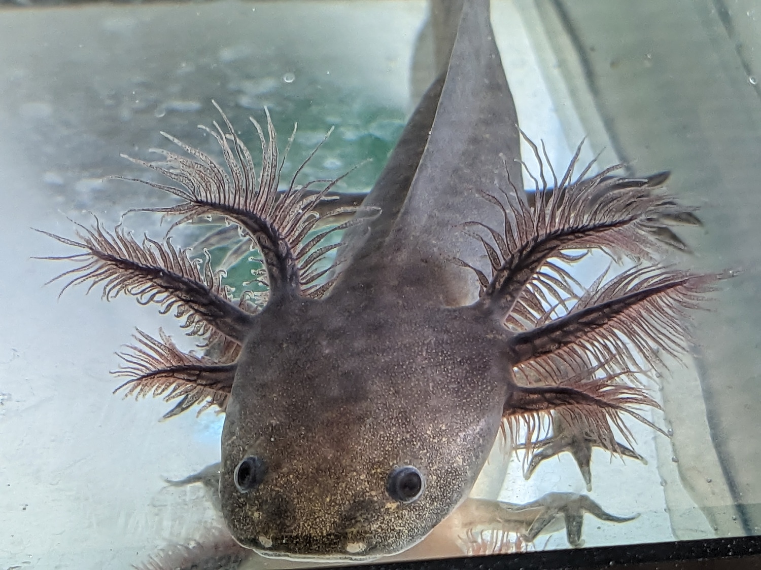 4" Copper Melanoid Axolotl by Little Fish Aquatics MorphMarket