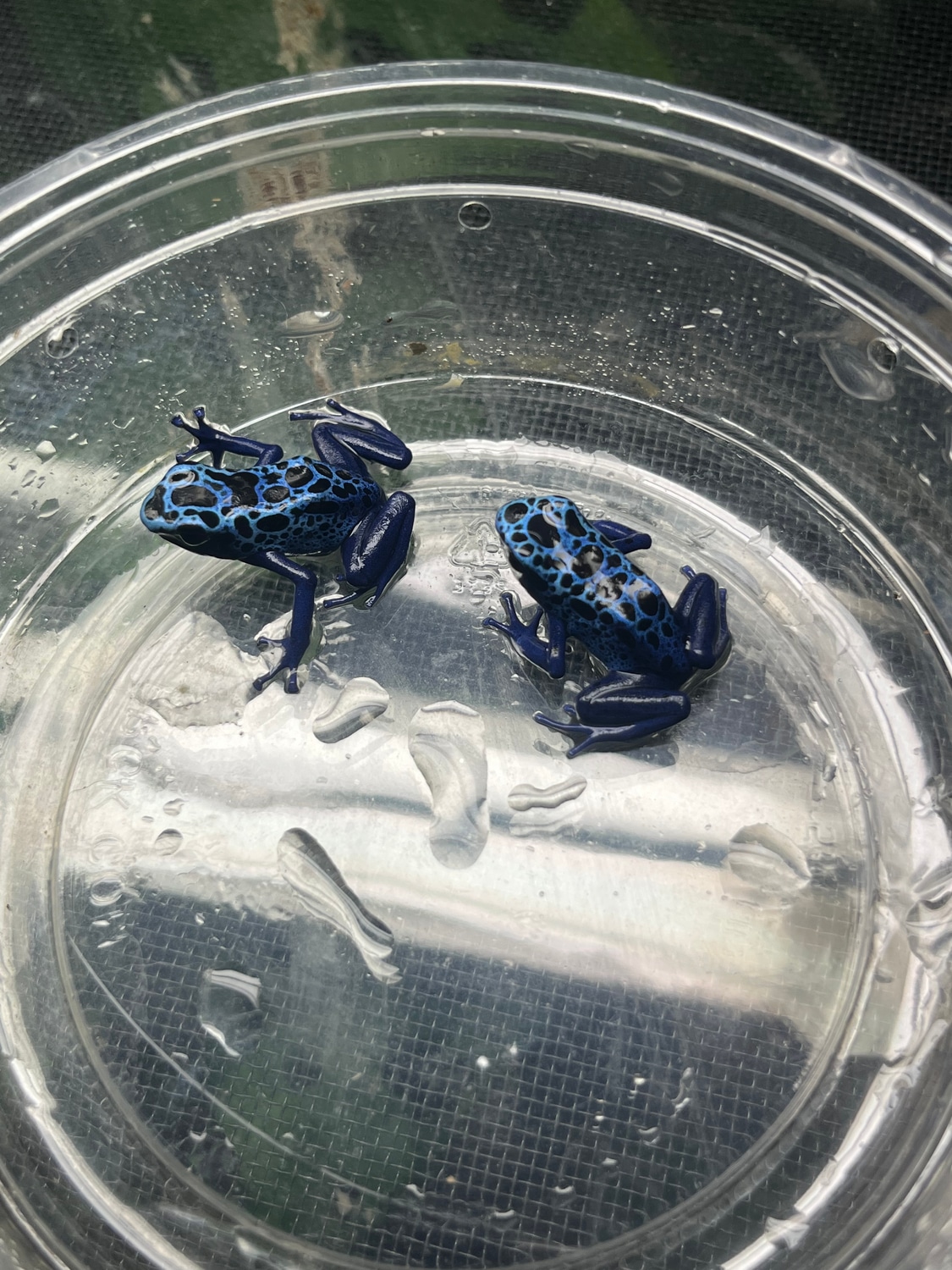 Juvenile Blue Azureus Tincs Dyeing Dart Frog by D1 Darts MorphMarket