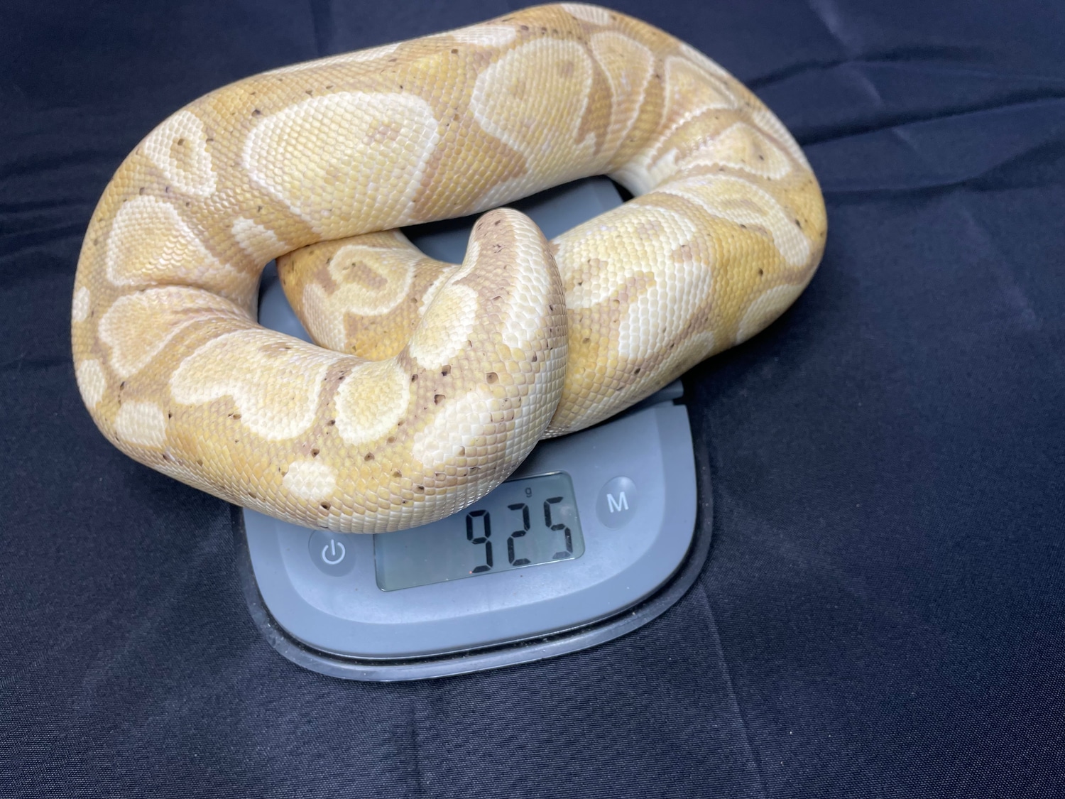 Banana Pastel Ball Python by Littles Ave Exotics MorphMarket