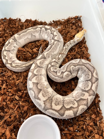 Super Pastel Bamboo Ball Python by Circle H Pythons