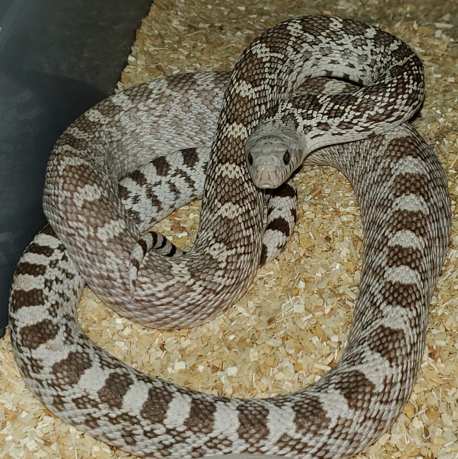 Ghost Het Patternless Bullsnake by Living legless reptiles MorphMarket