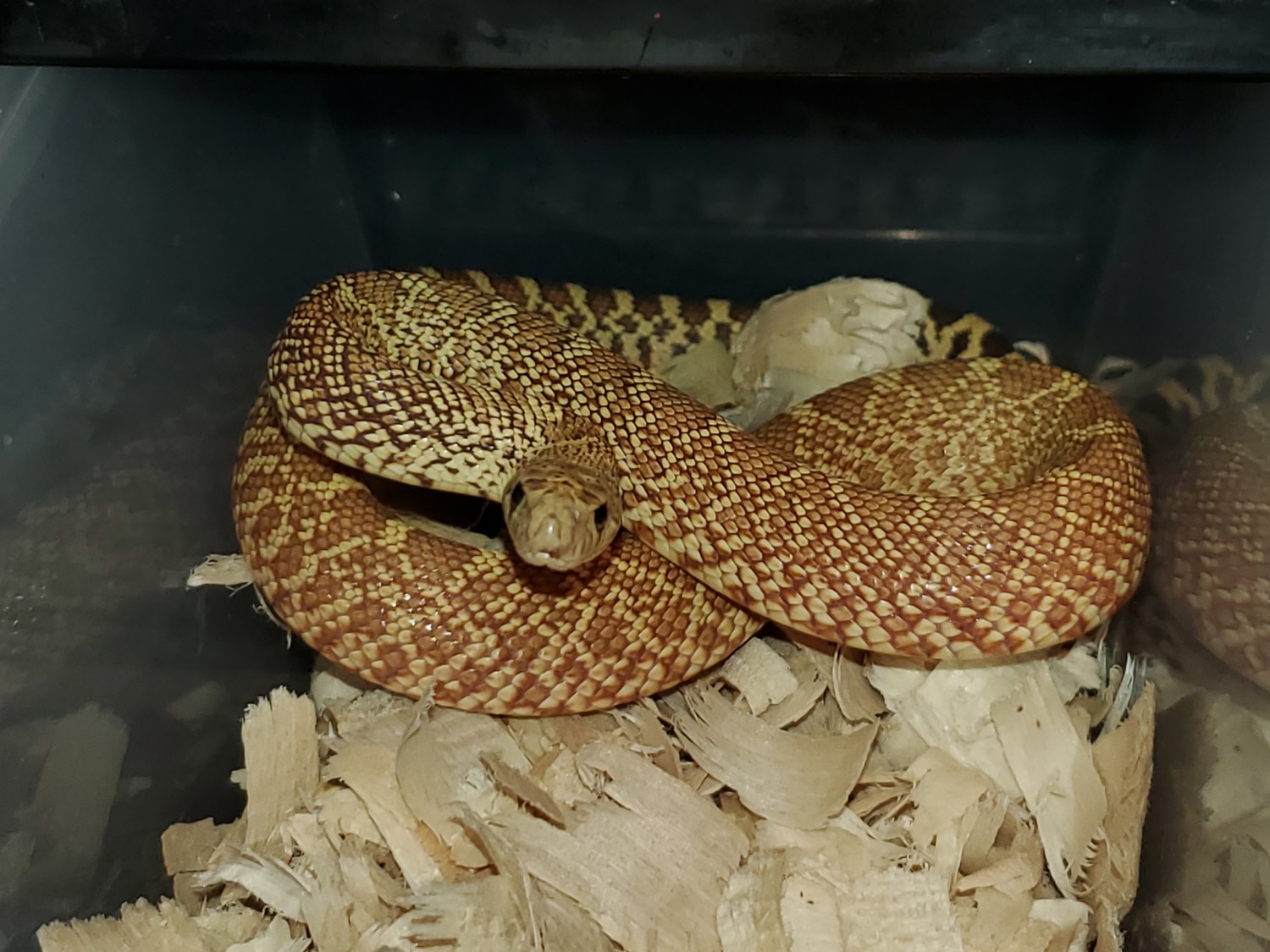 Trumbower Hypo Het Whitesided Bullsnake by Living legless reptiles