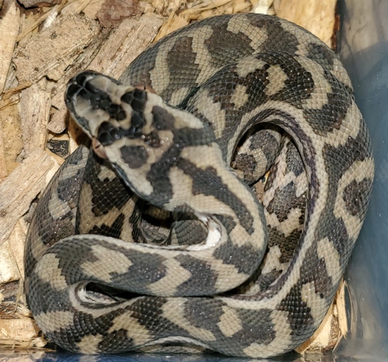 Rockhampton Northern Coastal Carpet Python Pair by Living legless reptiles