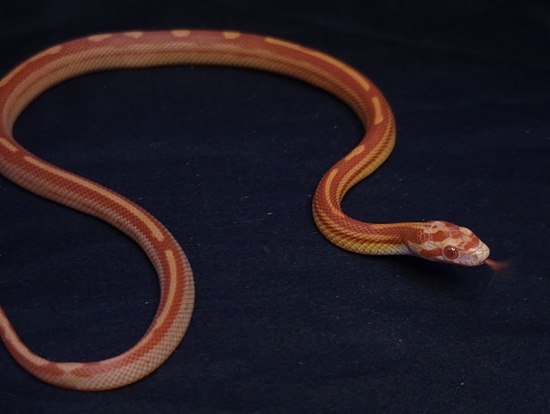 Amel Motley Stripe Corn Snake by Liv's Critters