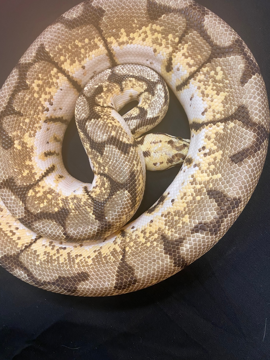 Bumblebee Ball Python by #ballin - MorphMarket