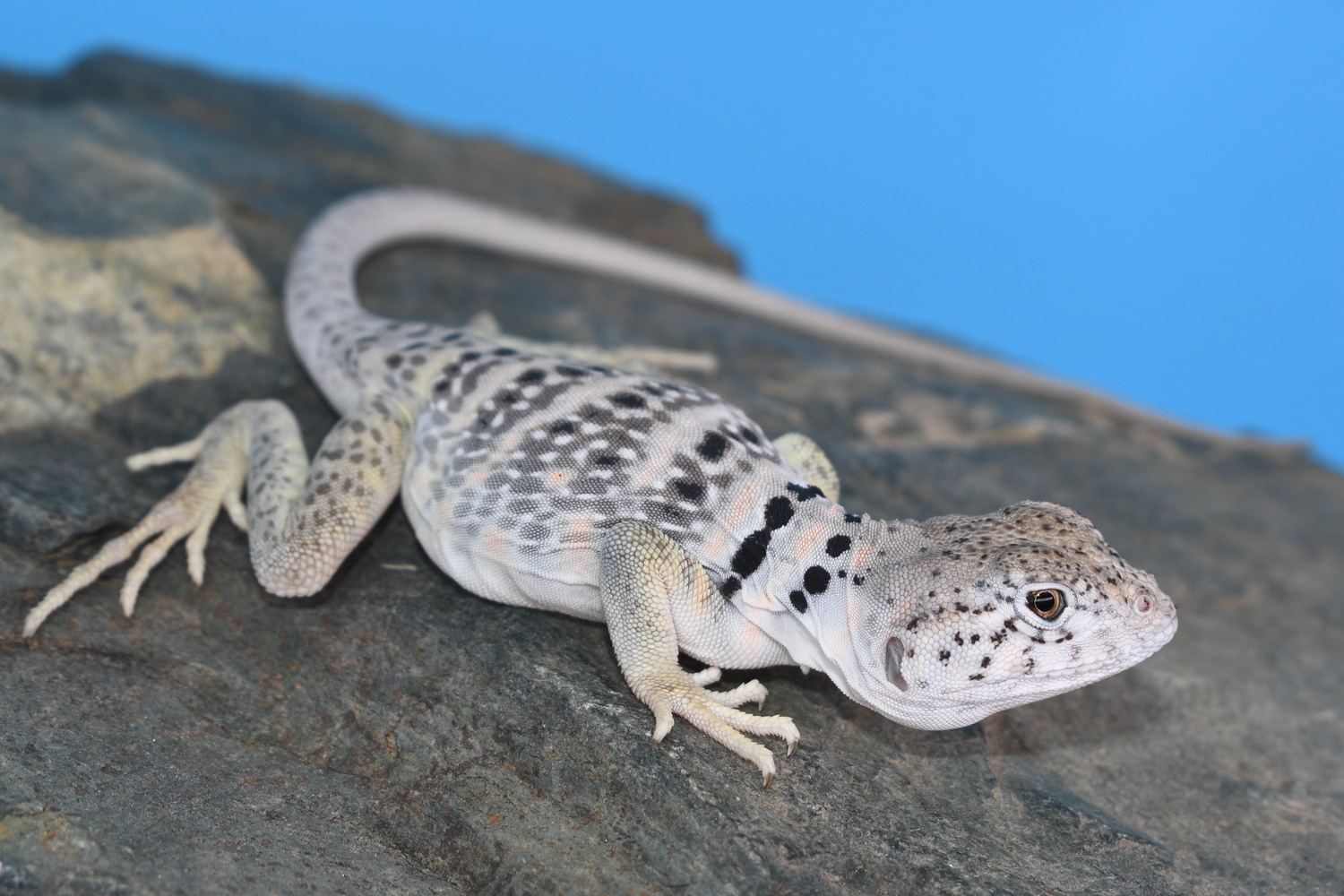 Crotaphytus Collaris Melanomaculatus More Lizard by Lizard King