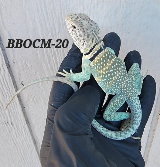 Blazing Blue Outcross Eastern Collared Lizard by Lizard King Reptiles