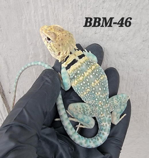Blazing Blue Eastern Collared Lizard by Lizard King Reptiles