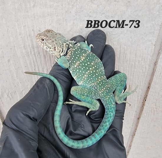 Blazing Blue Outcross Eastern Collared Lizard by Lizard King Reptiles