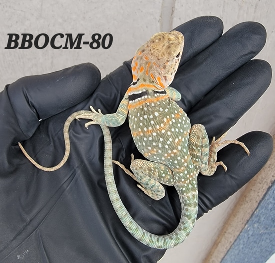 Blazing Blue Outcross Eastern Collared Lizard by Lizard King Reptiles