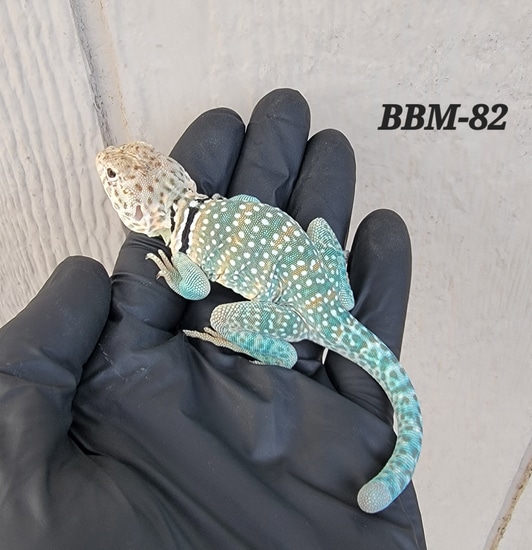 Blazing Blue Eastern Collared Lizard by Lizard King Reptiles