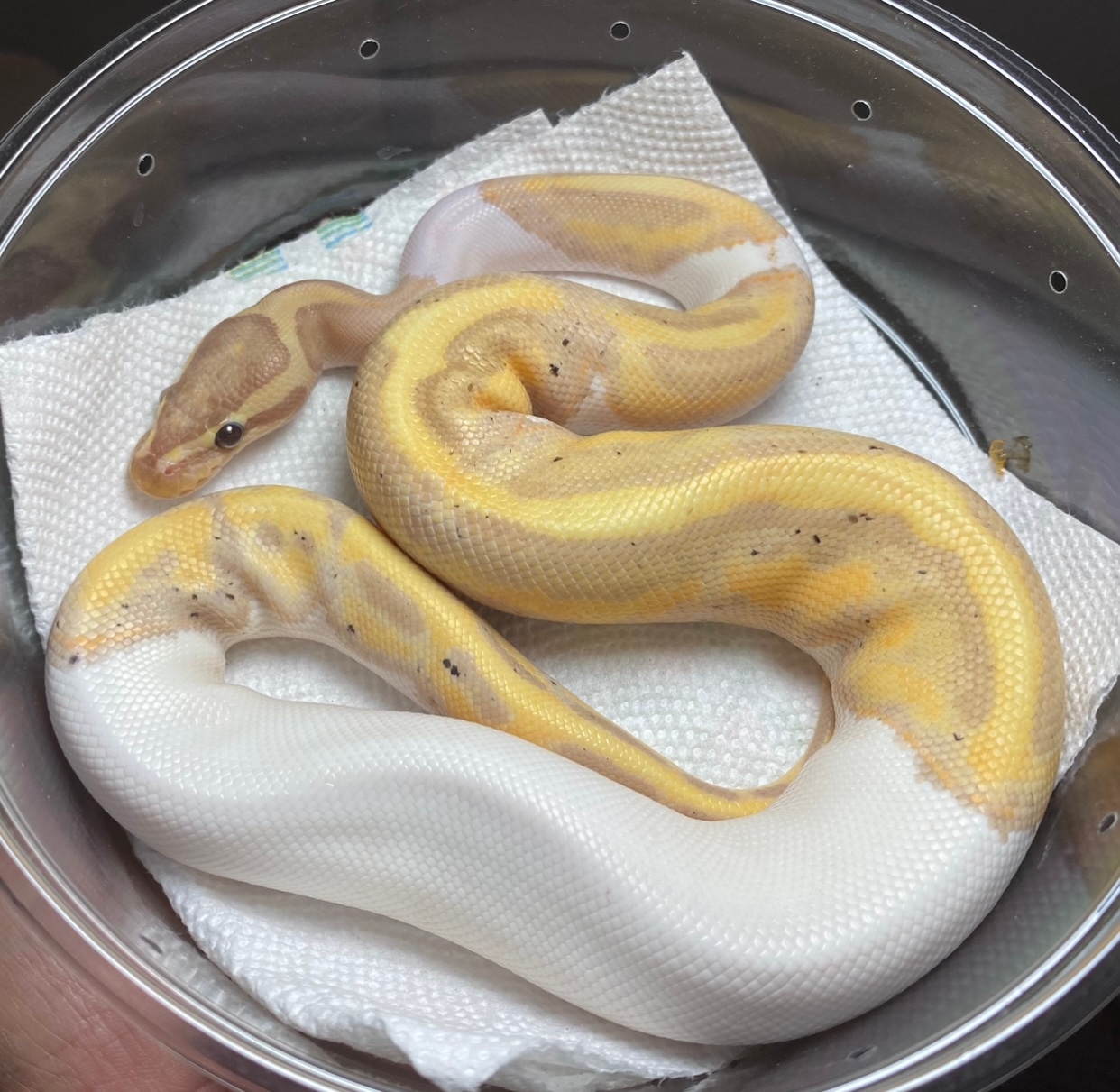 Banana Pied Female Ball Python by Your Gecko Guy MorphMarket