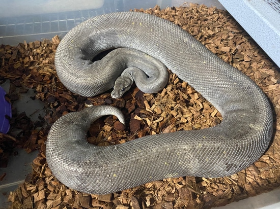 Siren Huffman Ball Python by Lizard_Wizzard