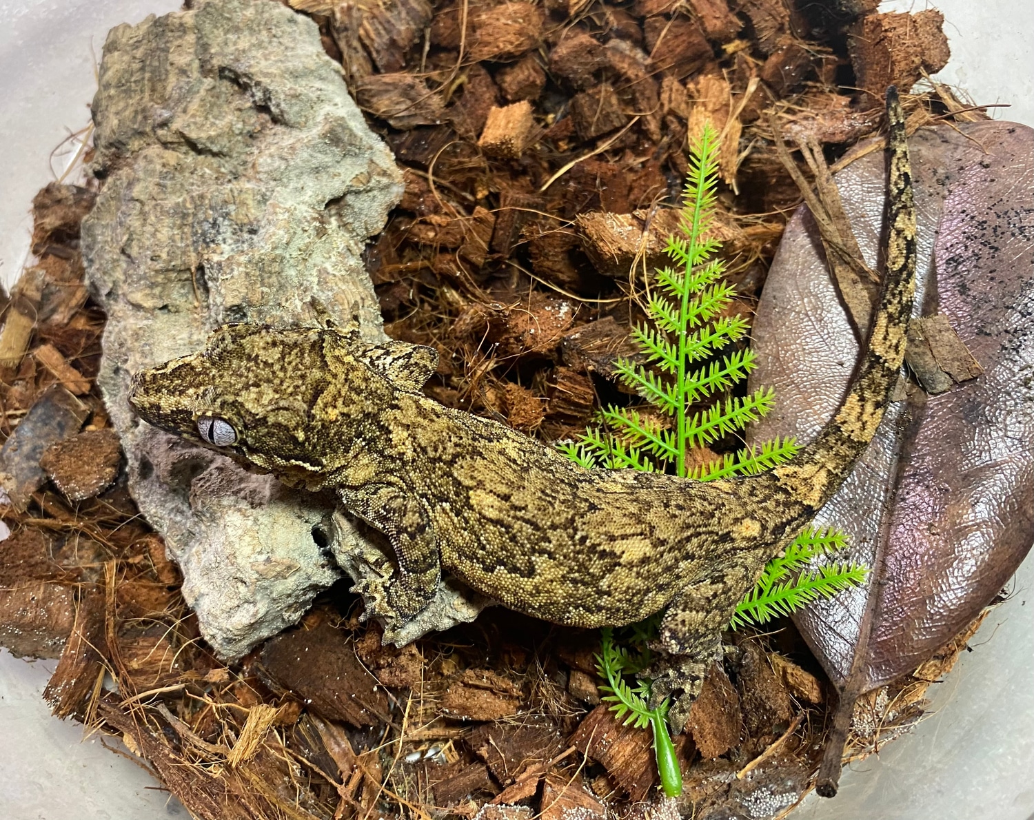 Yellow Retic Gargoyle Gecko by Your Gecko Guy MorphMarket