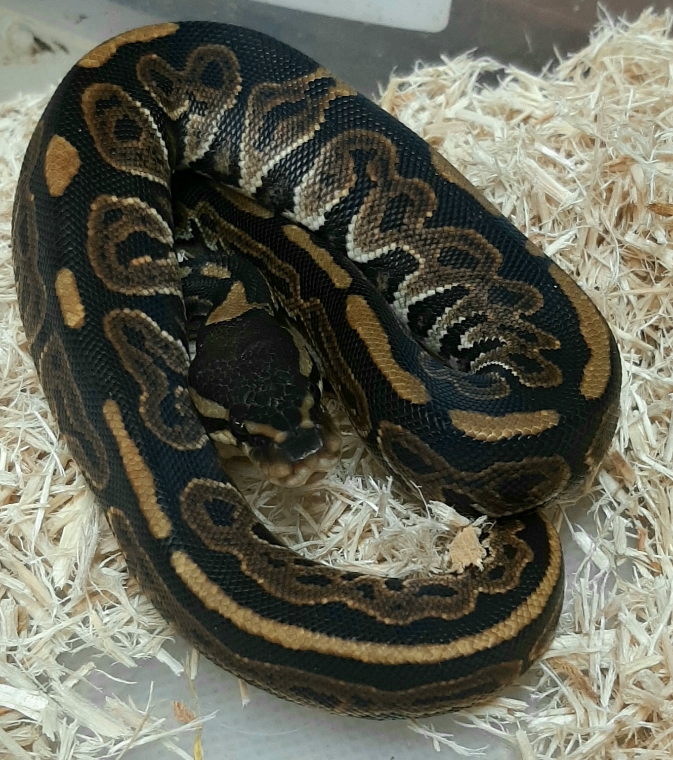 Black Pastel Leopard Ball Python by Jonesy's Reptiles - MorphMarket