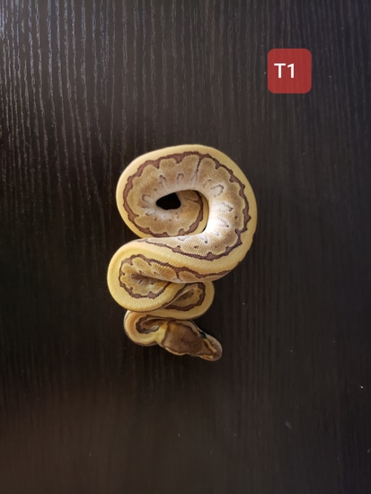 Daddy Kingpin Ball Python by NJ Balls