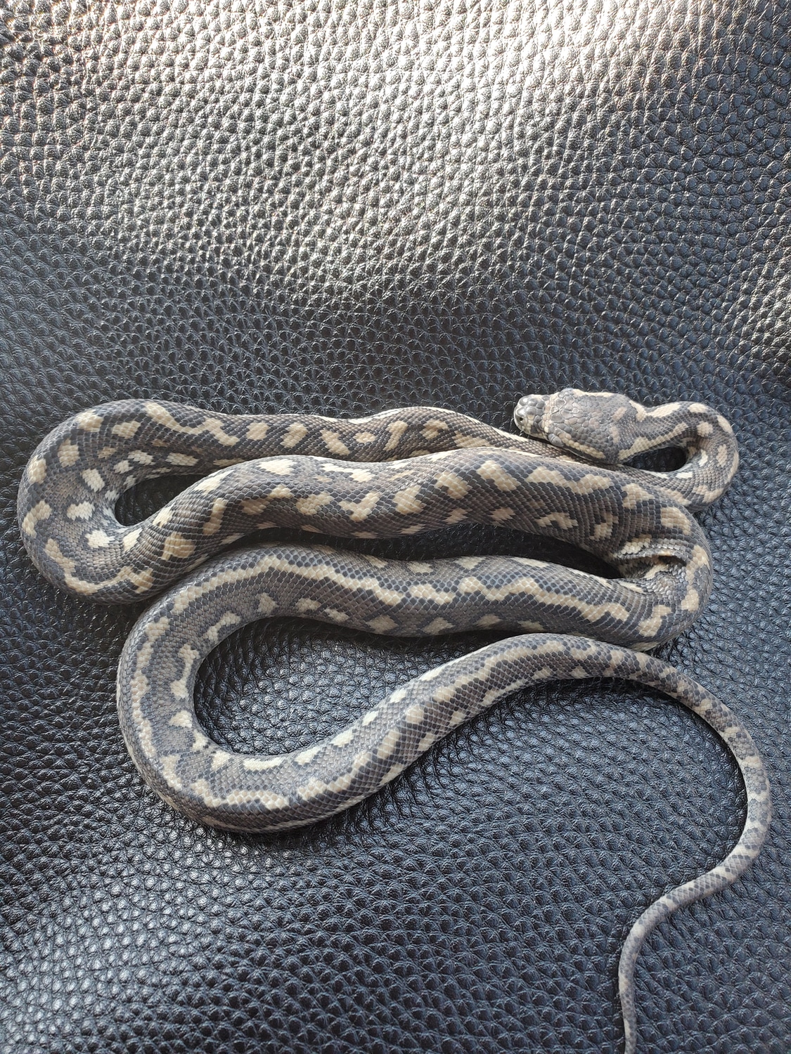 Tiger Coastal Carpet Python by Crossroad Constrictors - MorphMarket
