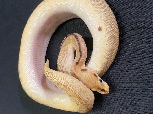 Enchi Blade Spider Clown Ball Python by Midwest Snakes & Tarantulas ...