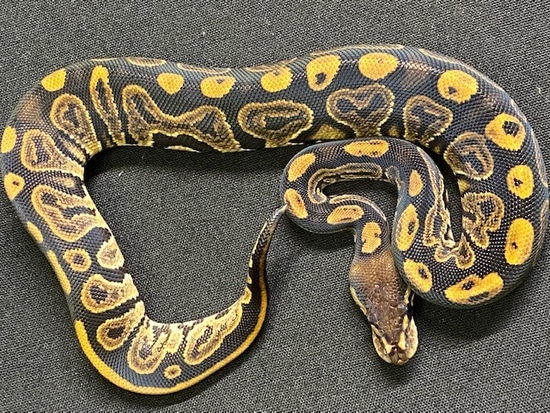 Black Pastel Mandarin Ball Python by Midwest Snakes & Tarantulas