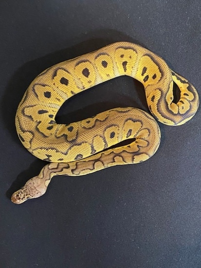 Pastel Clown Ball Python by Midwest Snakes & Tarantulas