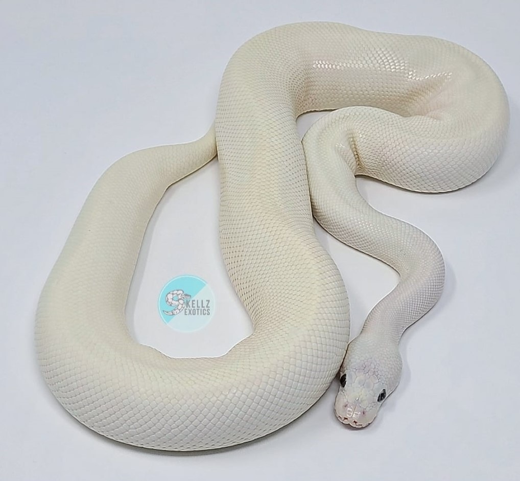 Blue Eyed Lucy Super Lesser Pos. Cinnamon Pos. Pastel Ball Python by ...