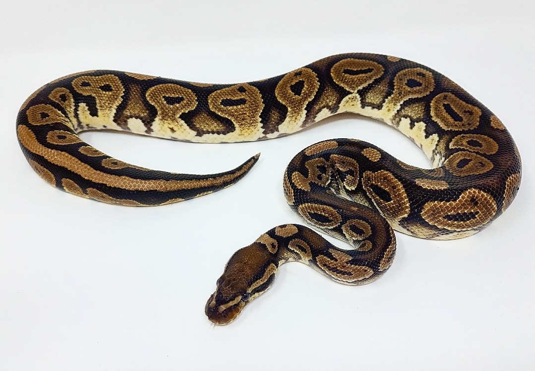 Lori Ball Python by Multiplayer Morphs MorphMarket