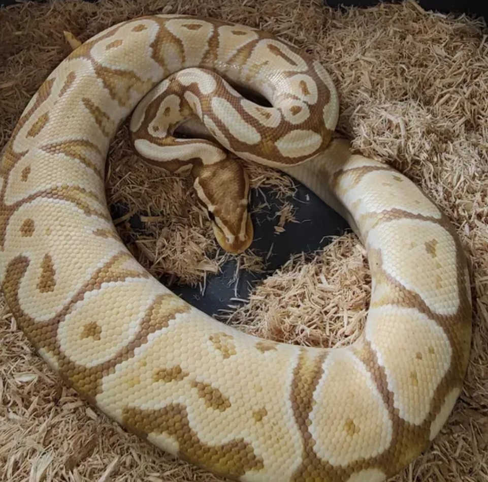 Banana Russo Ball Python by Laddys Royal Ball Pythons MorphMarket