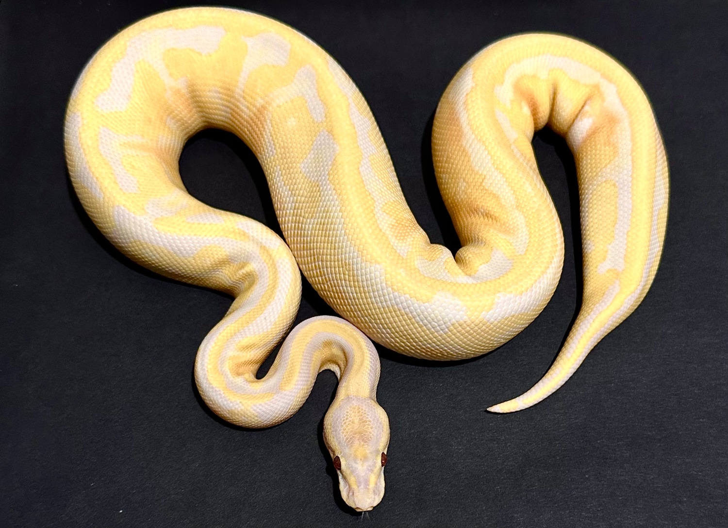 Dreamsicle Ball Python by Snakestationuk - MorphMarket