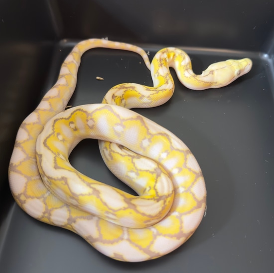 2023 Female 62.5% Kalaotoa/Jampea Purple Snow Reticulated Python by L’s ...