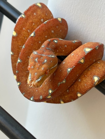 DAB2427 Wamena X Aru/Biak Green Tree Python by L’s collection