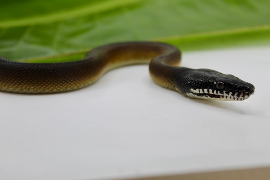 Medium Northern White Lip Python White-Lipped Python by LLLReptile & Supply