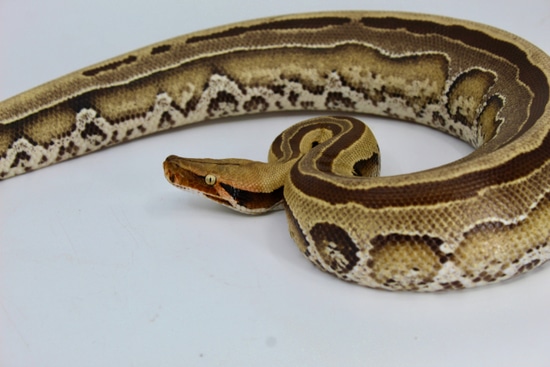 Male Super Stripe Borneo Short-Tailed Python by LLLReptile & Supply