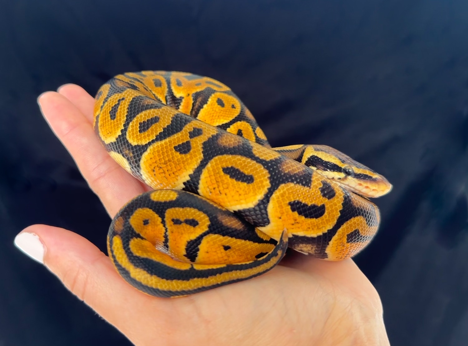 NR Mandarin Pastel Male Ball Python by Picco Pythons - MorphMarket