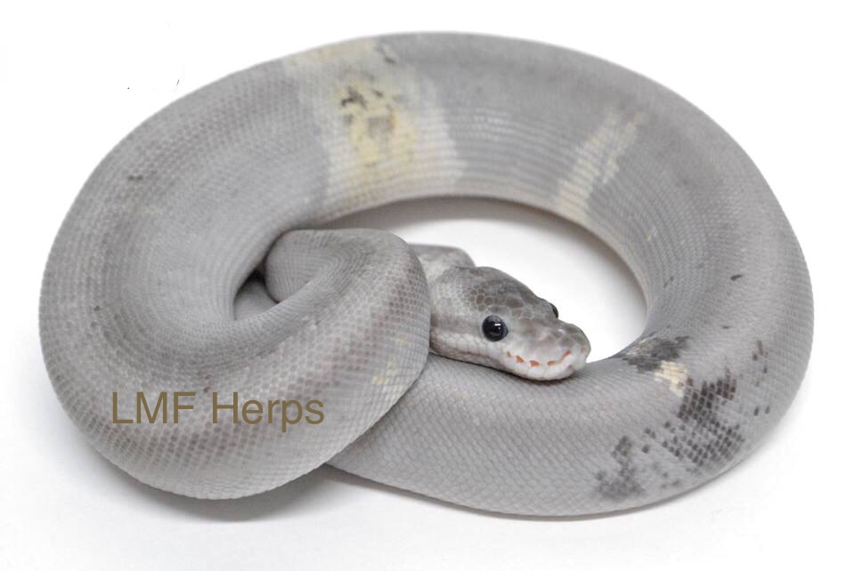 Paradox Black Pastel Cinnamon Pinstripe Pastel Ball Python by Paragon ...