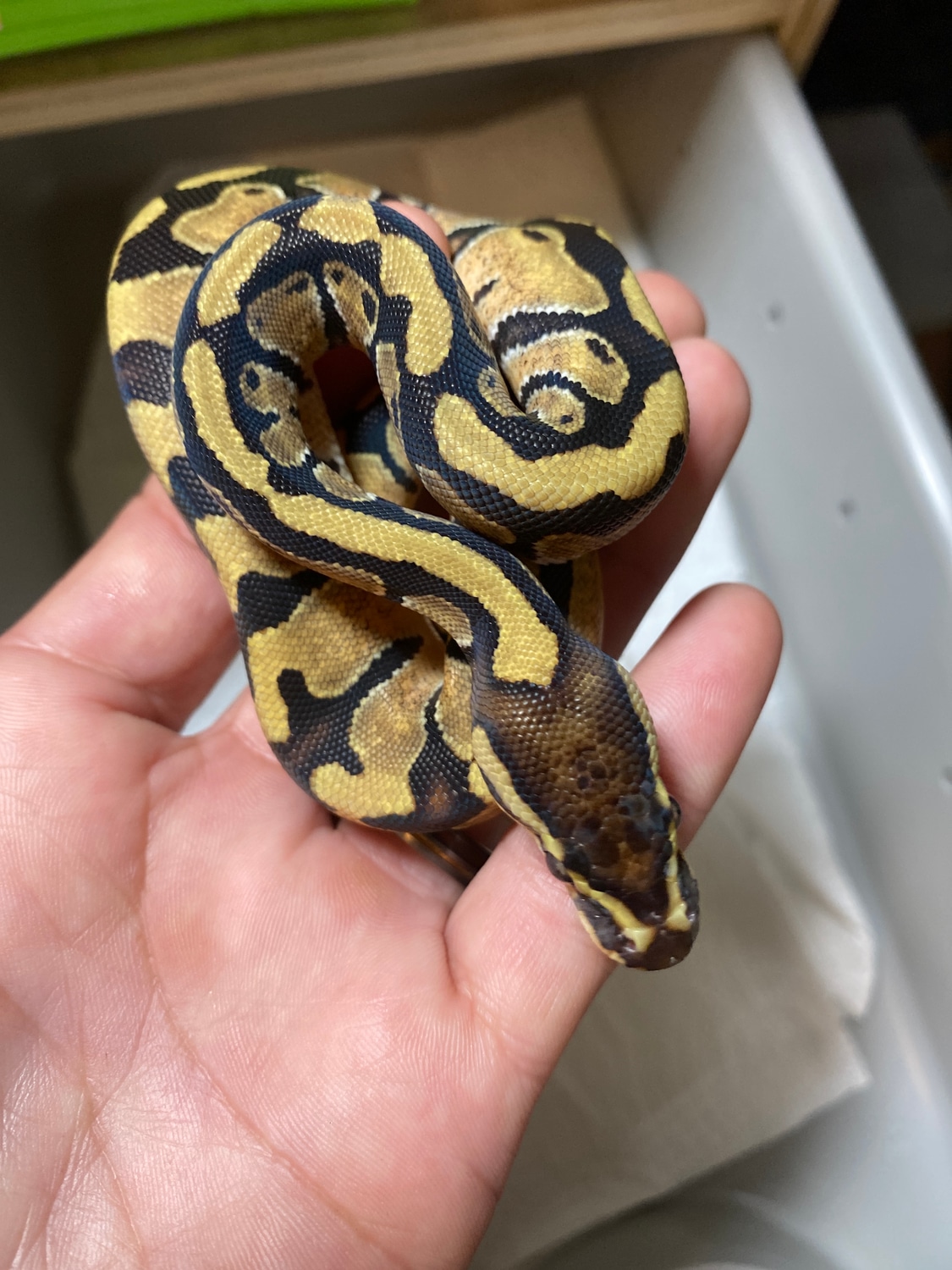 Enchi 66% Het Sunset Ball Python by Misty’s Majestic Morphs - MorphMarket