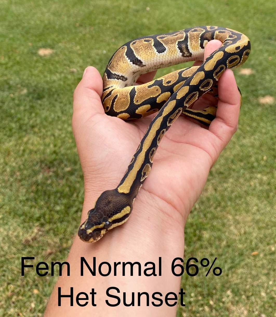 Normal 66% Het Sunset Pos OD Ball Python by Misty’s Majestic Morphs ...