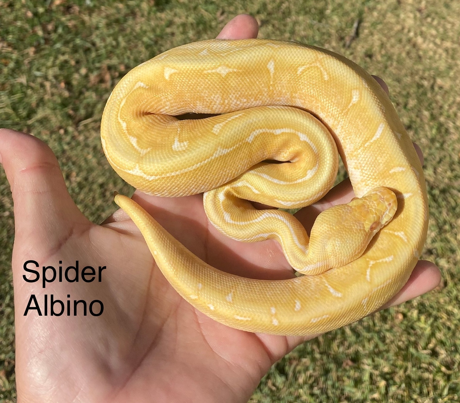 Spider Albino Ball Python by Misty’s Majestic Morphs - MorphMarket image.