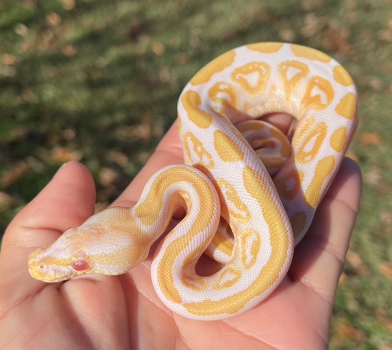 Black Pastel Albino Ball Python by Misty’s Majestic Morphs
