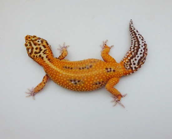 Sunfire Tangerine Bell Leopard Gecko by LM Geckos