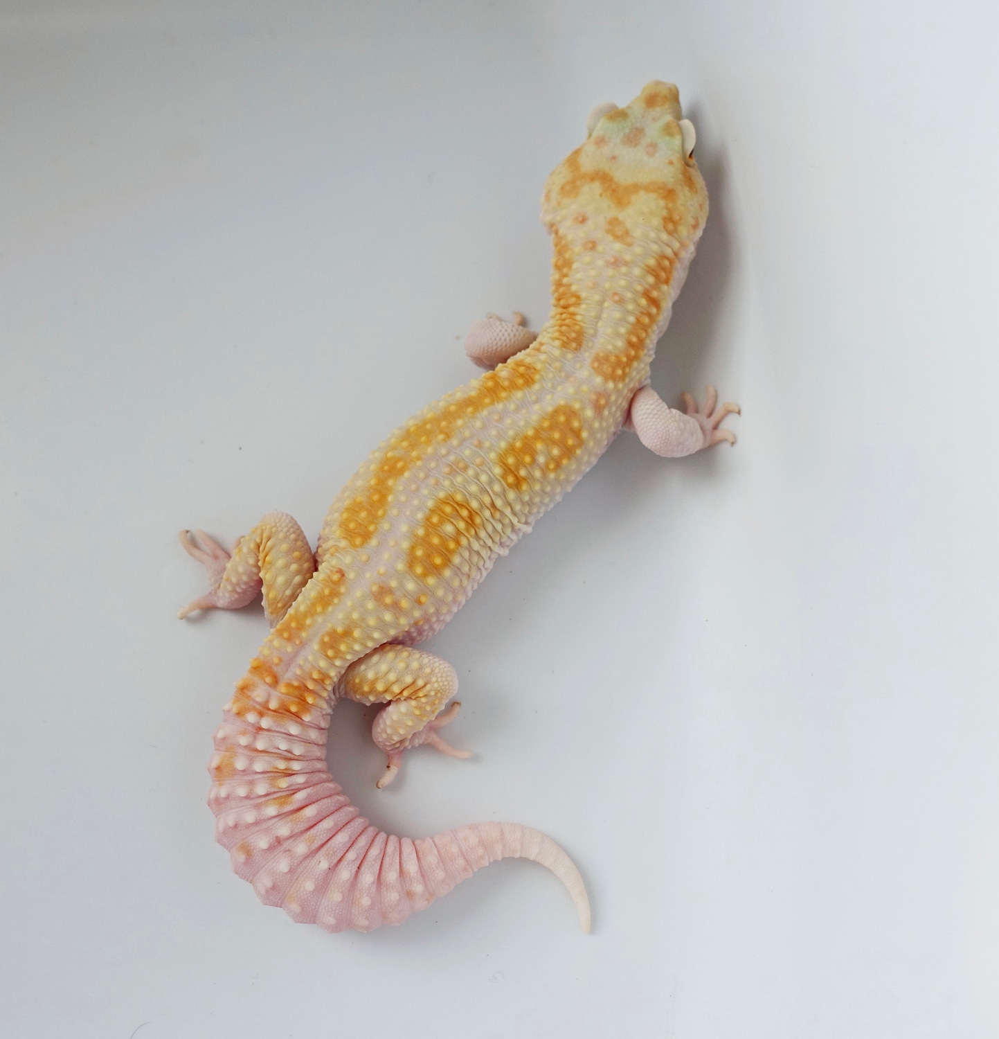 WY Tang Tremper Male Leopard Gecko by LM Geckos MorphMarket