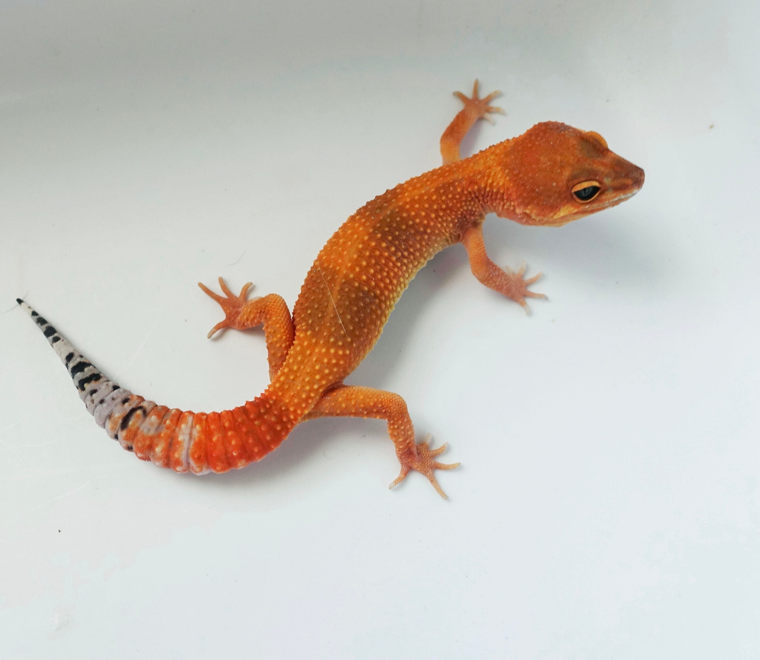 Mandarin Tangerine Leopard Gecko by LM Geckos MorphMarket