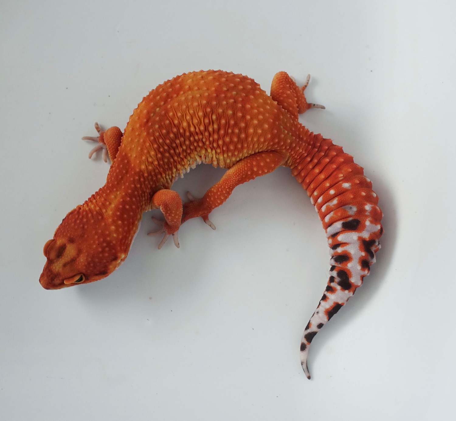 Mandarin Tangerine Leopard Gecko by LM Geckos MorphMarket