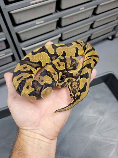 Acid Ball Python Complex Acid HetClown Ball Python by Locked N' Loaded Ball Pythons LLC