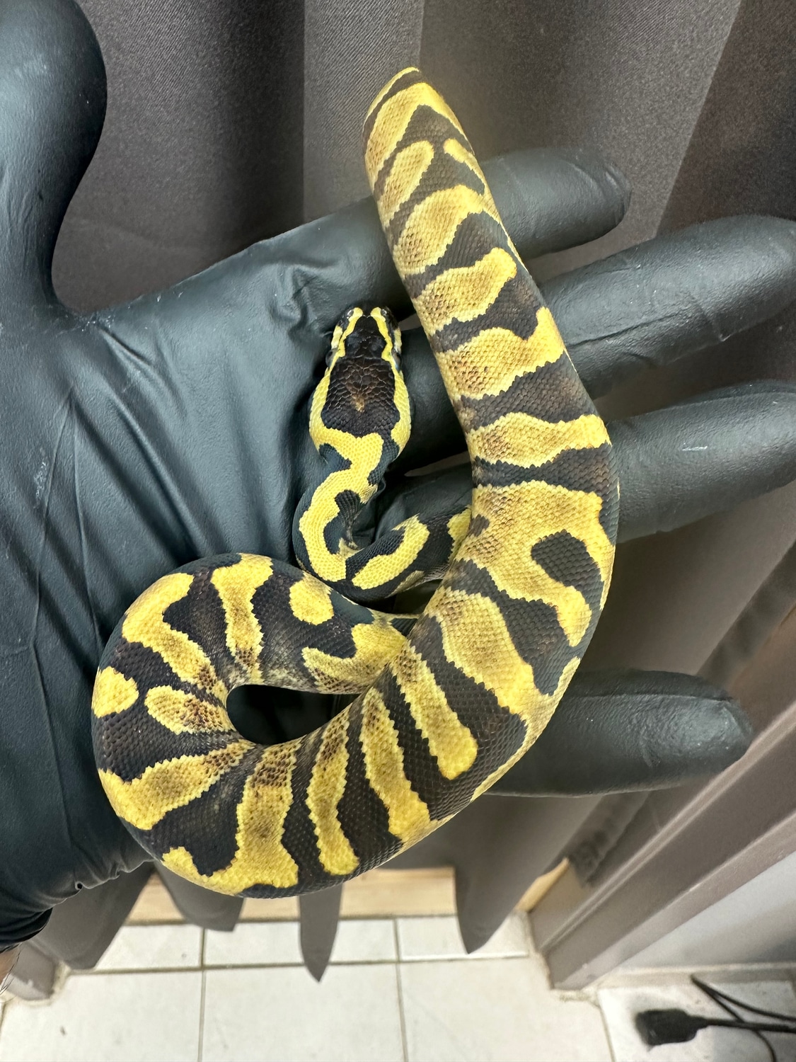 Enchi OD Pastel Yellowbelly Ball Python by SaulsBalls MorphMarket