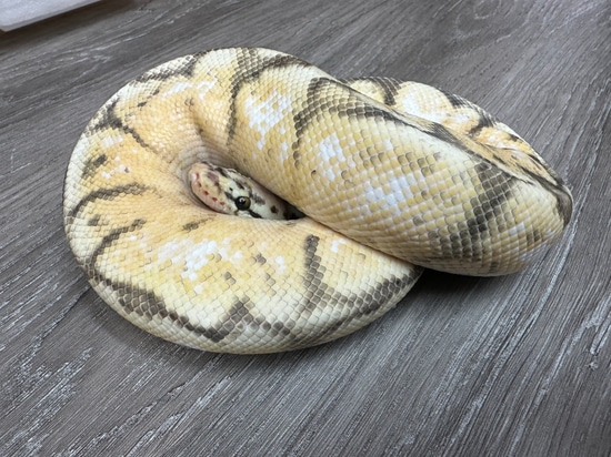 Killer Bee Calico Lesser Ball Python by SaulsBalls