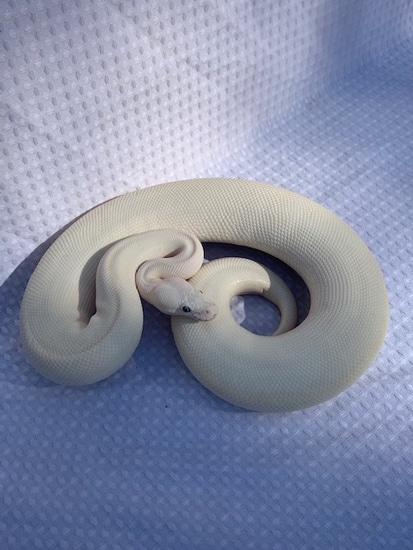 Blue Eyed Lucy Ball Python by Red, White, & Ballz