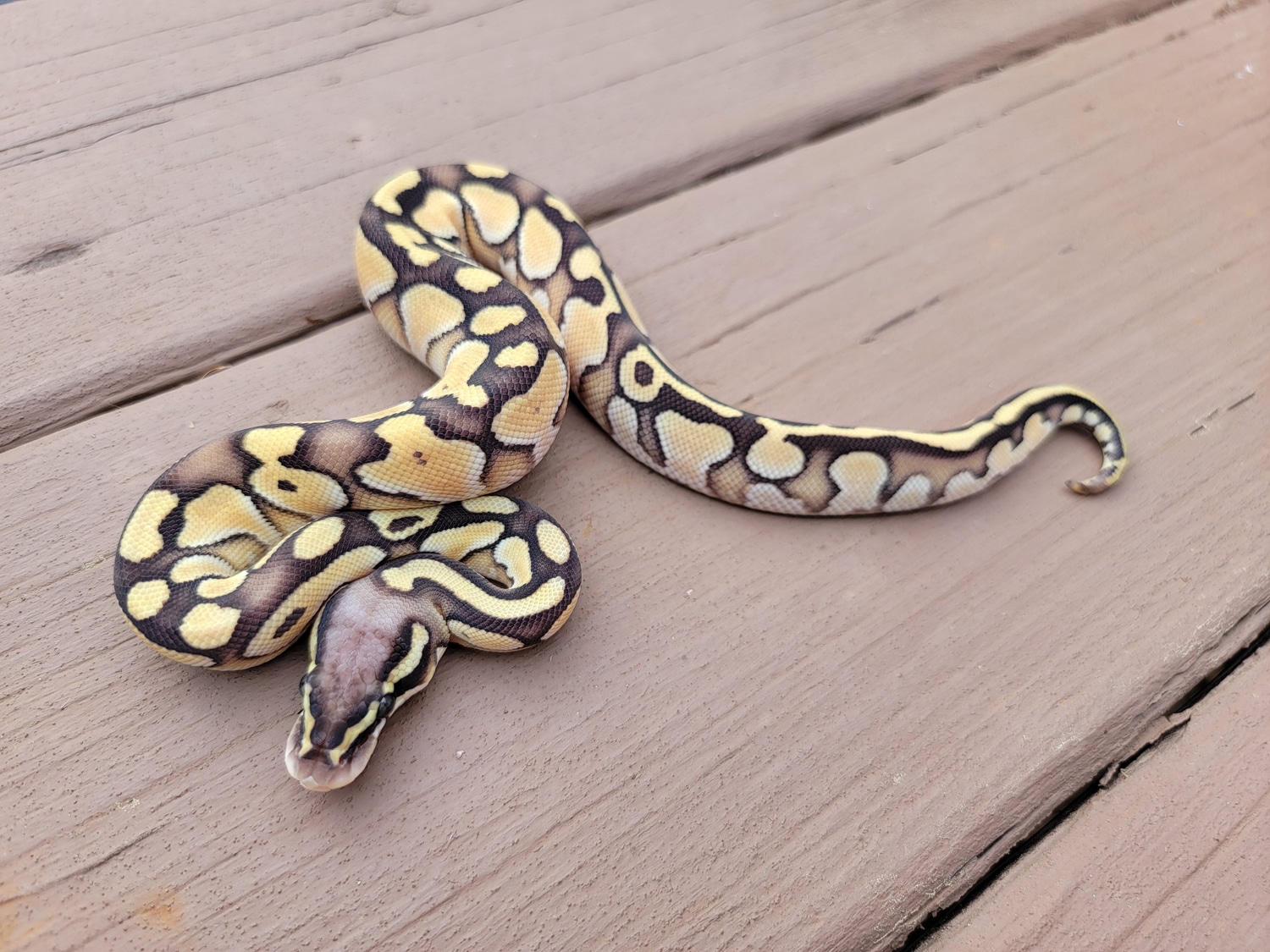 Butter Pastel Ball Python by Logman Exotics - MorphMarket