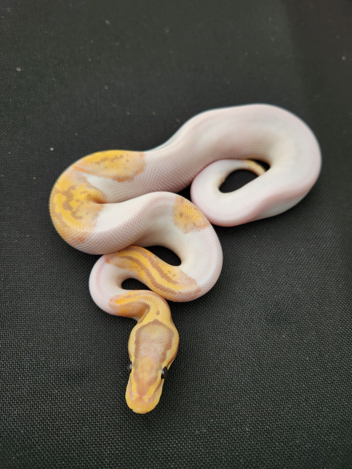 Banana Pastel Pied Ball Python by Logman Exotics - MorphMarket