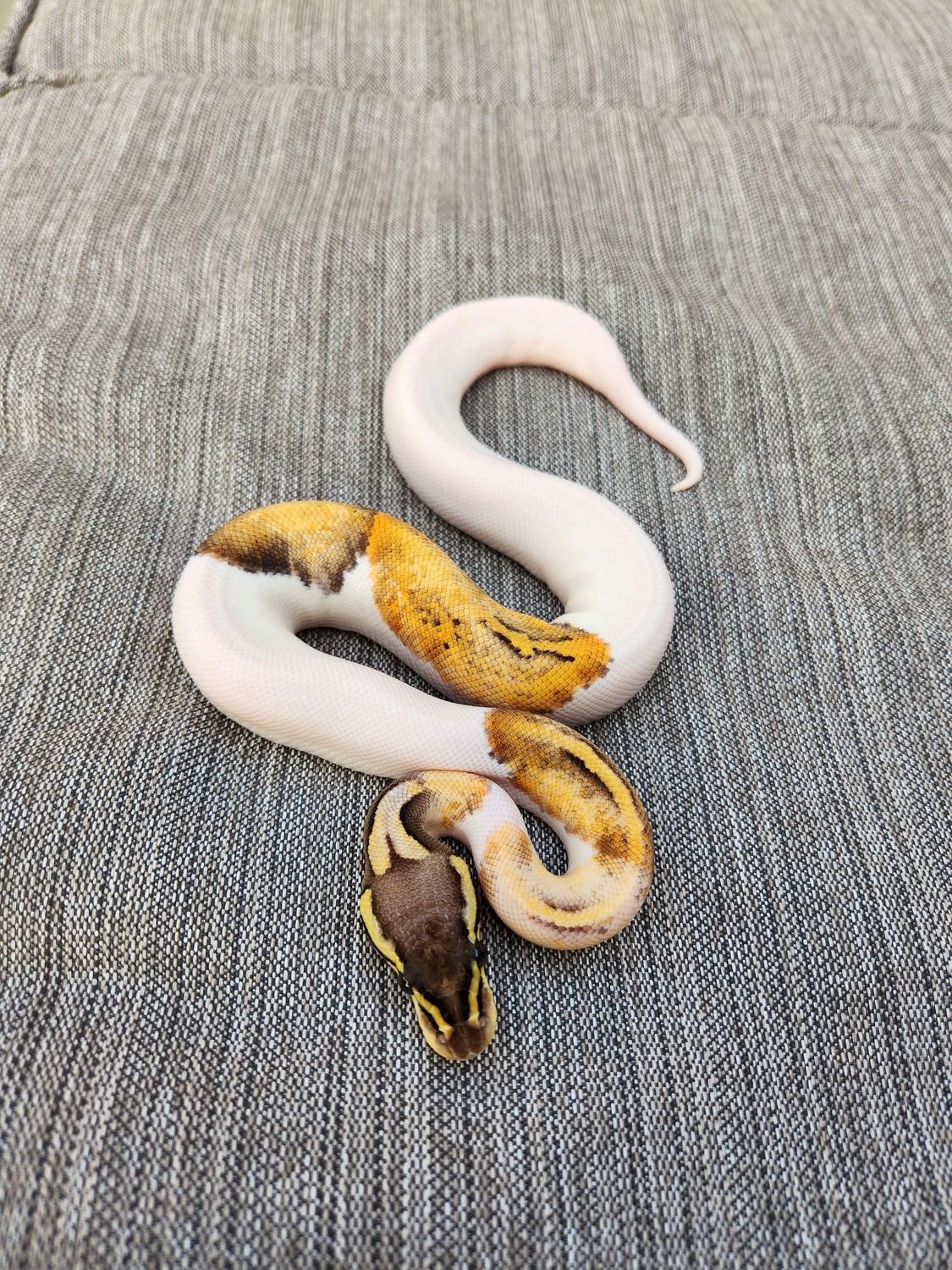 Super Pastel Pied Ball Python by Logman Exotics - MorphMarket