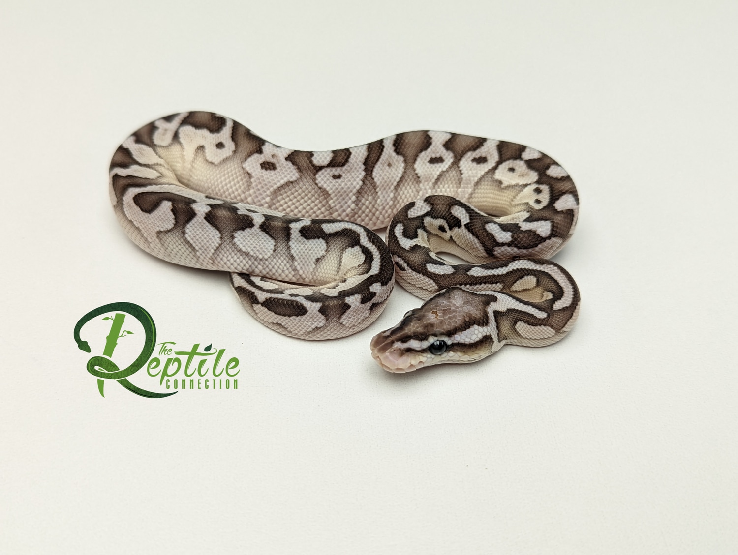 Firefly Lesser SK Axanthic 100% Het Albino 50% Het Clown Ball Python by ...